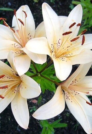 Іnna (@nna2233) — my photo № 1